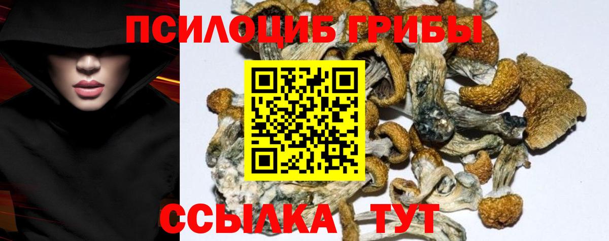 Галлюциногенные грибы Psilocybine cubensis Советская Гавань